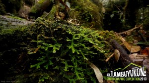 Mount Tambuyukon Expedition  